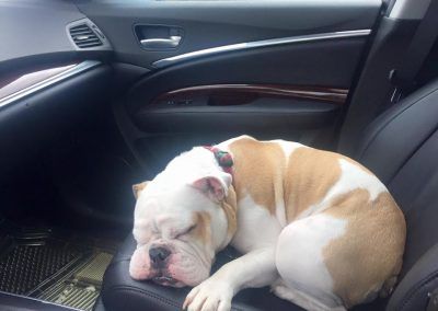 Pipe the Bulldog Sleeping