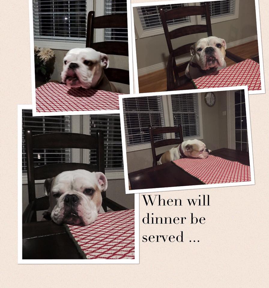 Photo Collage of Pipe the Bulldog