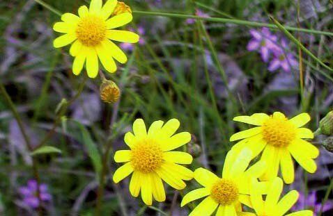 Native Environment | Landcare Beaudesert