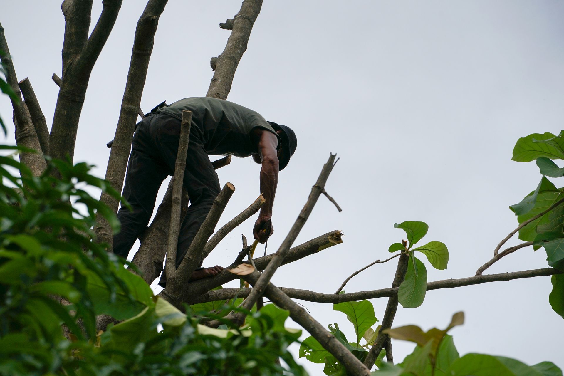 TreeTrimming Service in Mystic, CT