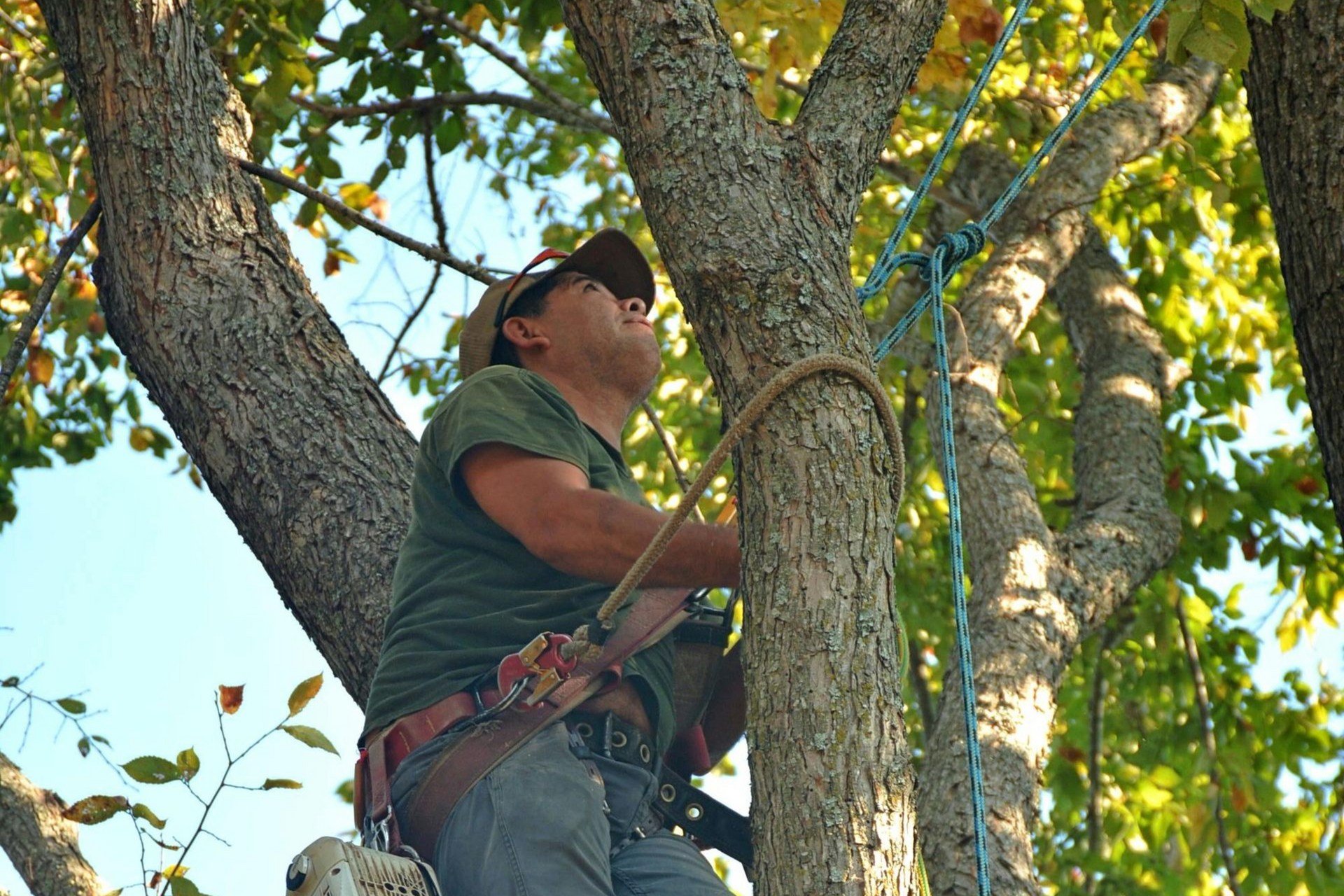professional tree care services for homeowners in Connecticut