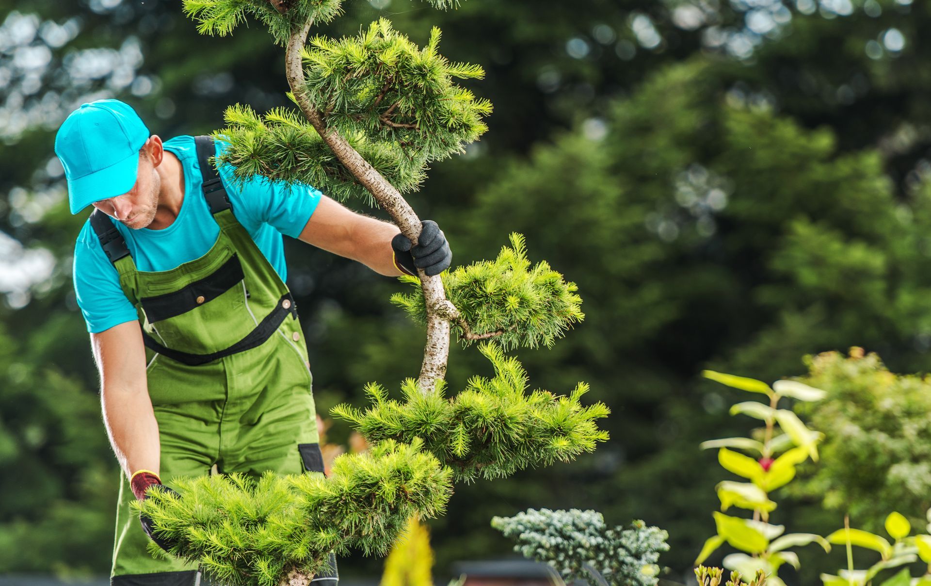 professional tree planting services in Montville, CT