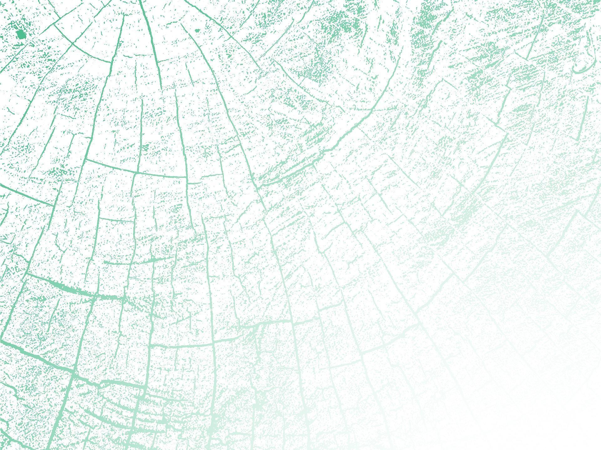 Safety Assessment Tree Removal in Mystic, CT