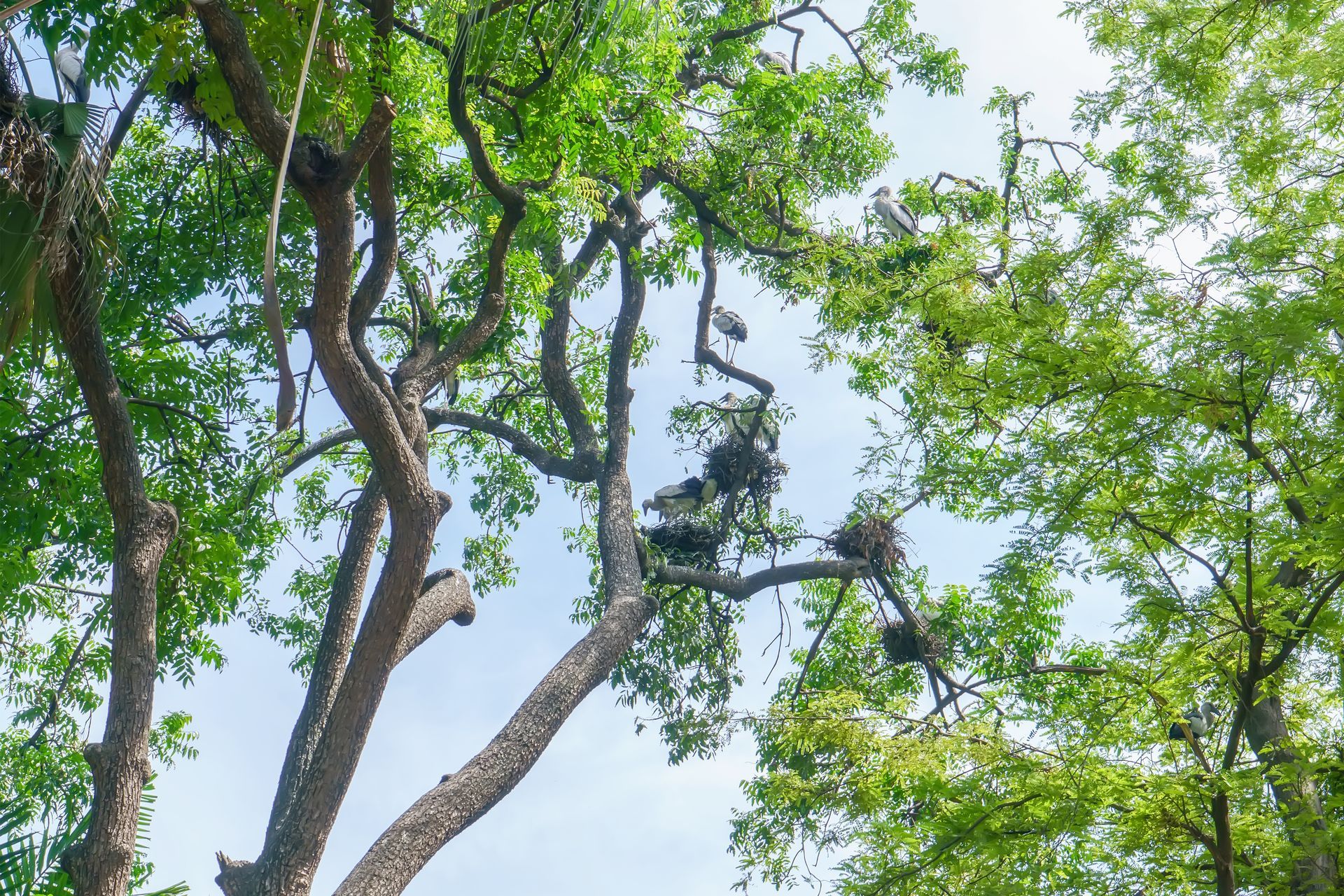 tree care techniques