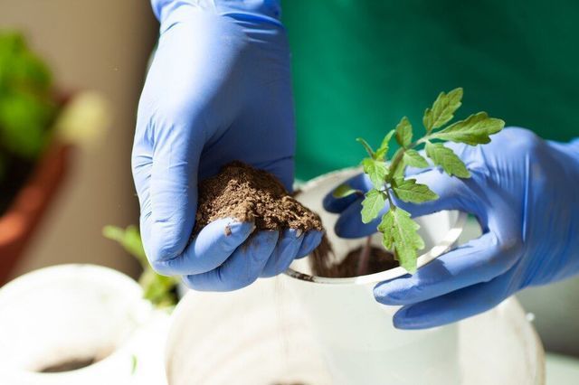 Tree Fertilization in Montville, CT