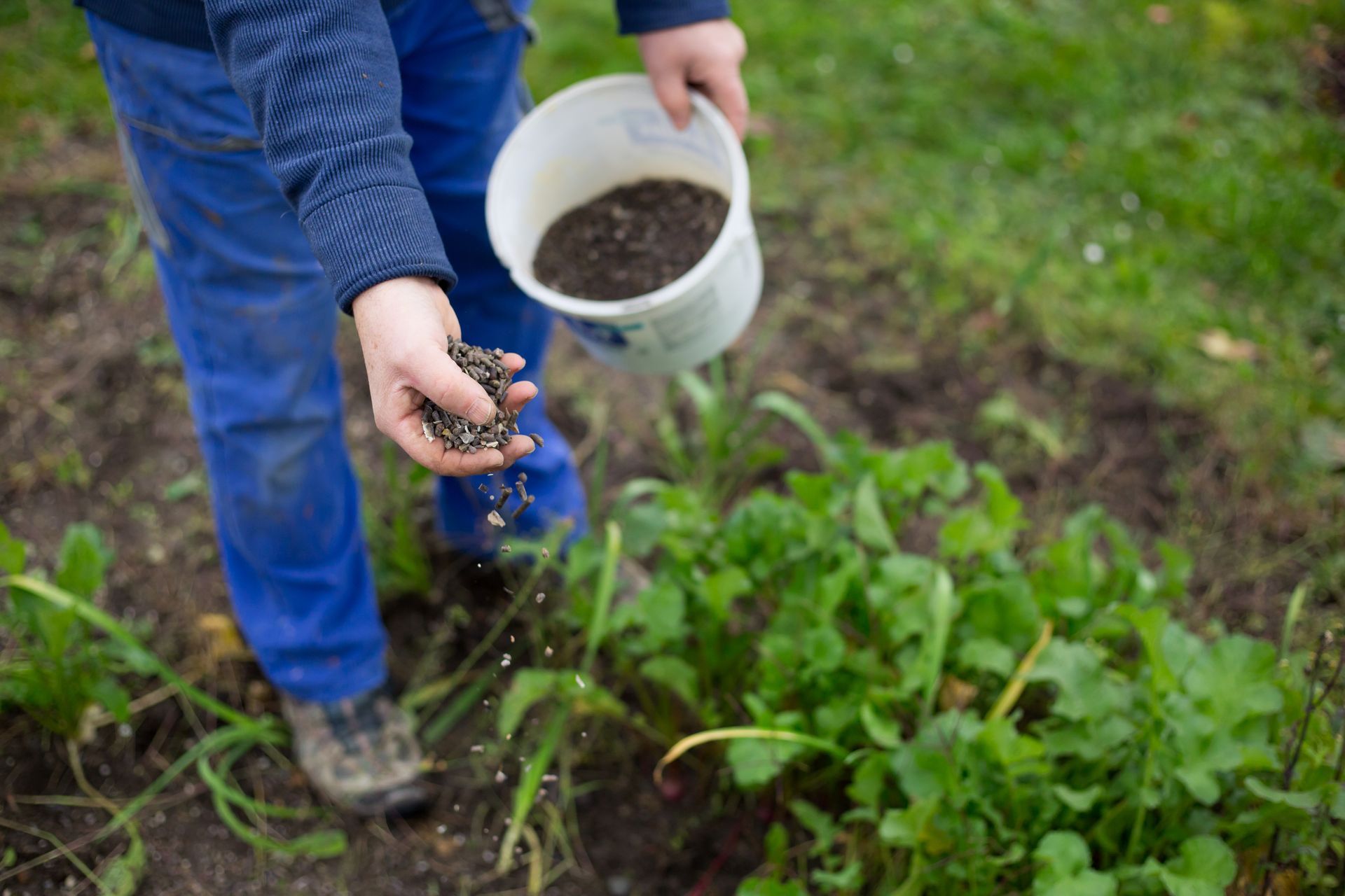 tree fertilization services in Montville, CT