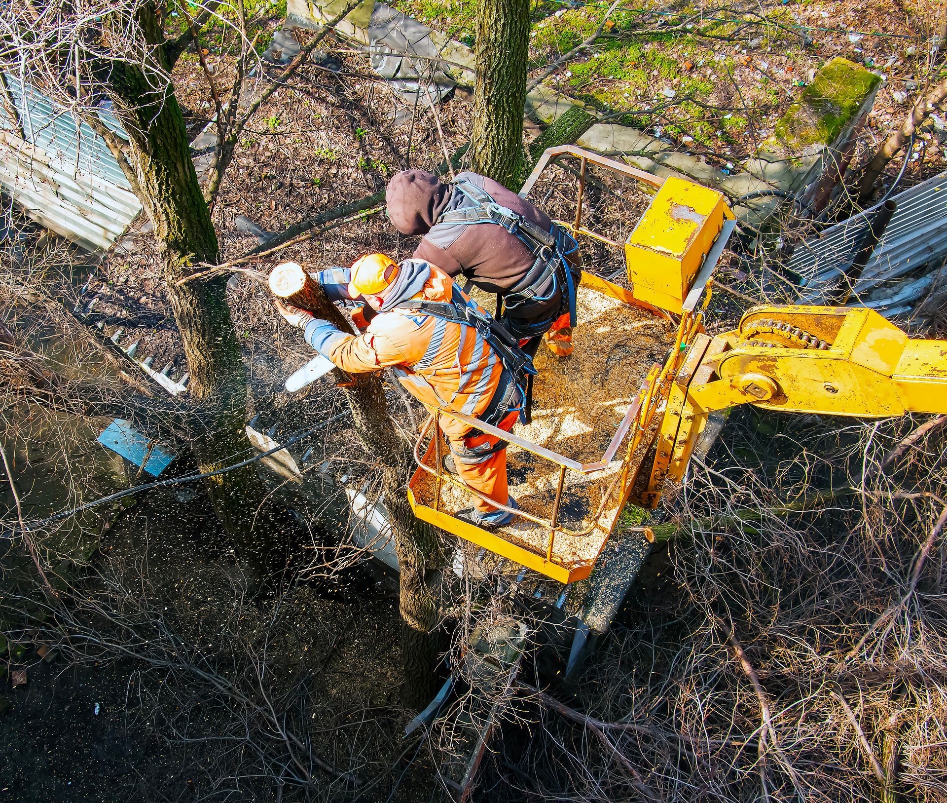 tree removal in Voluntown, CT