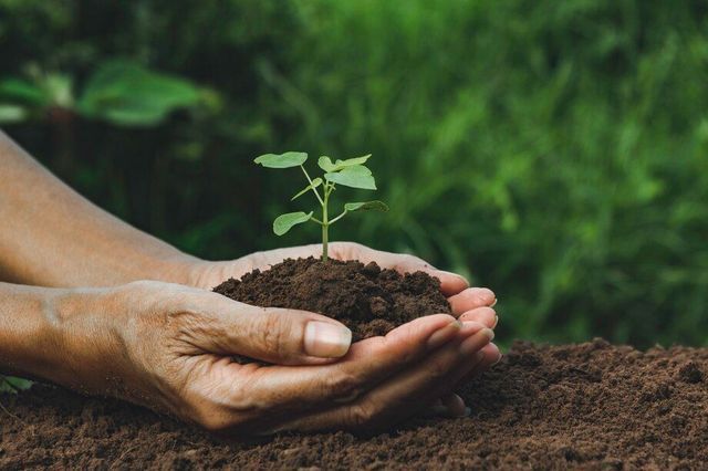 Tree Planting in Montville, CT