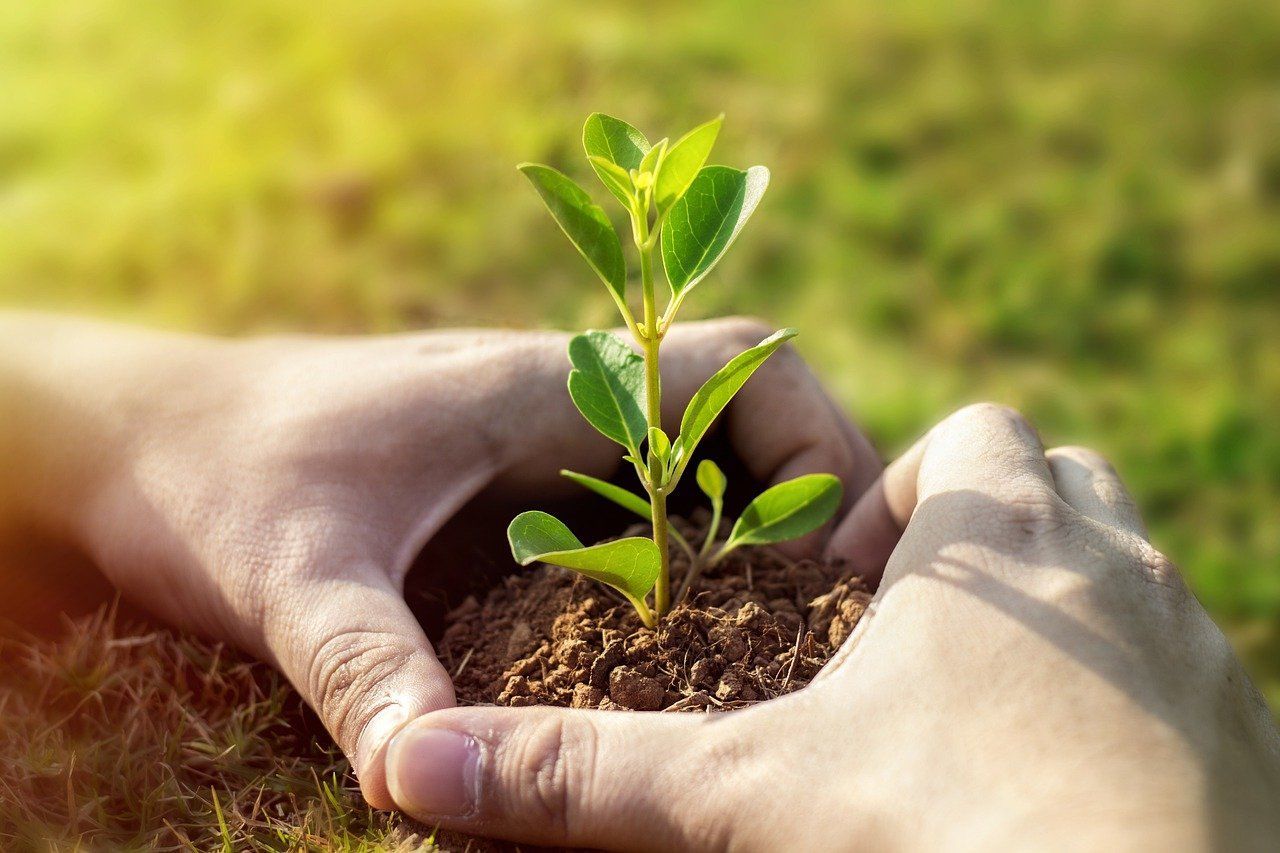 A person is holding a small plant in their hands.