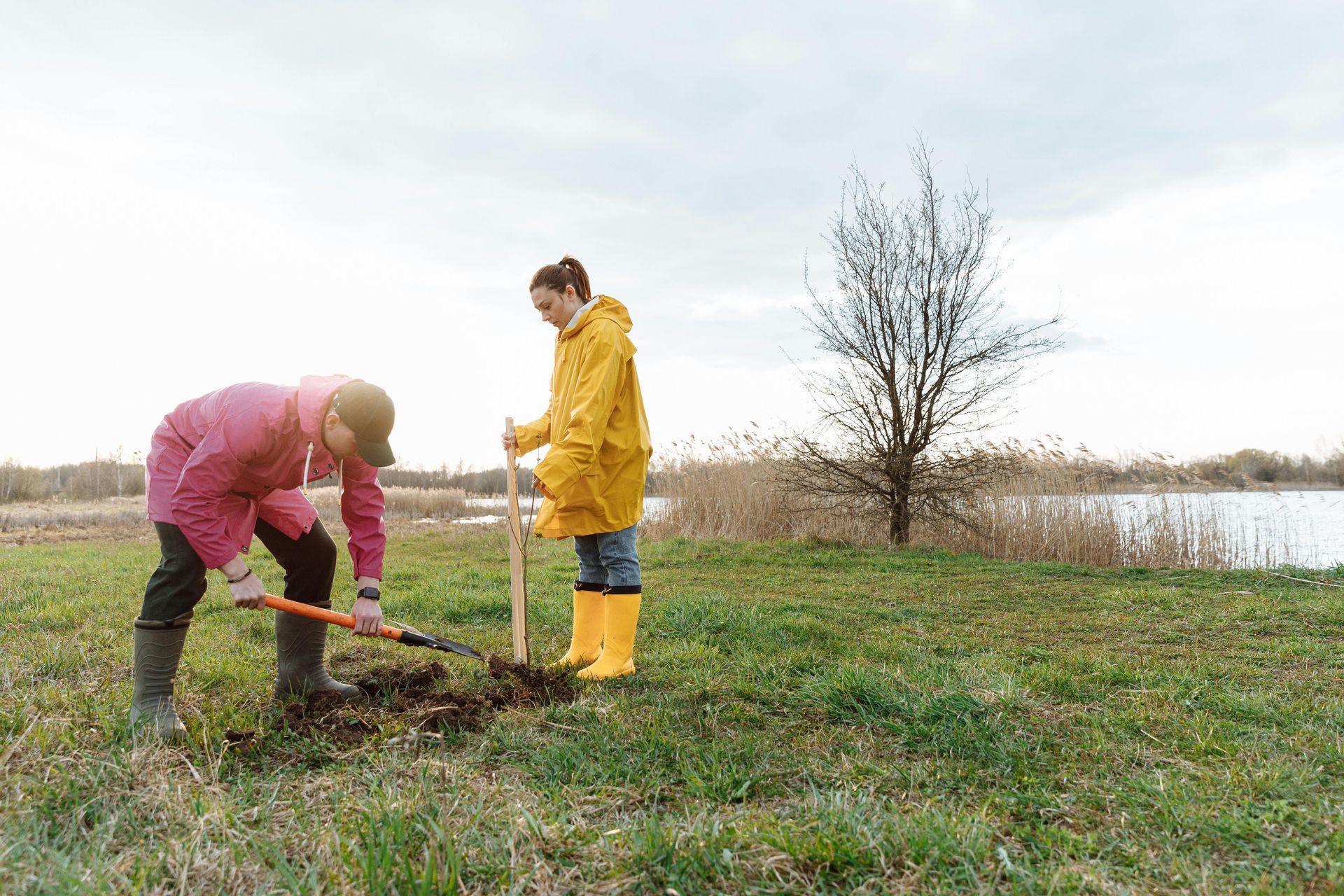 tree planting services in Montville, CT