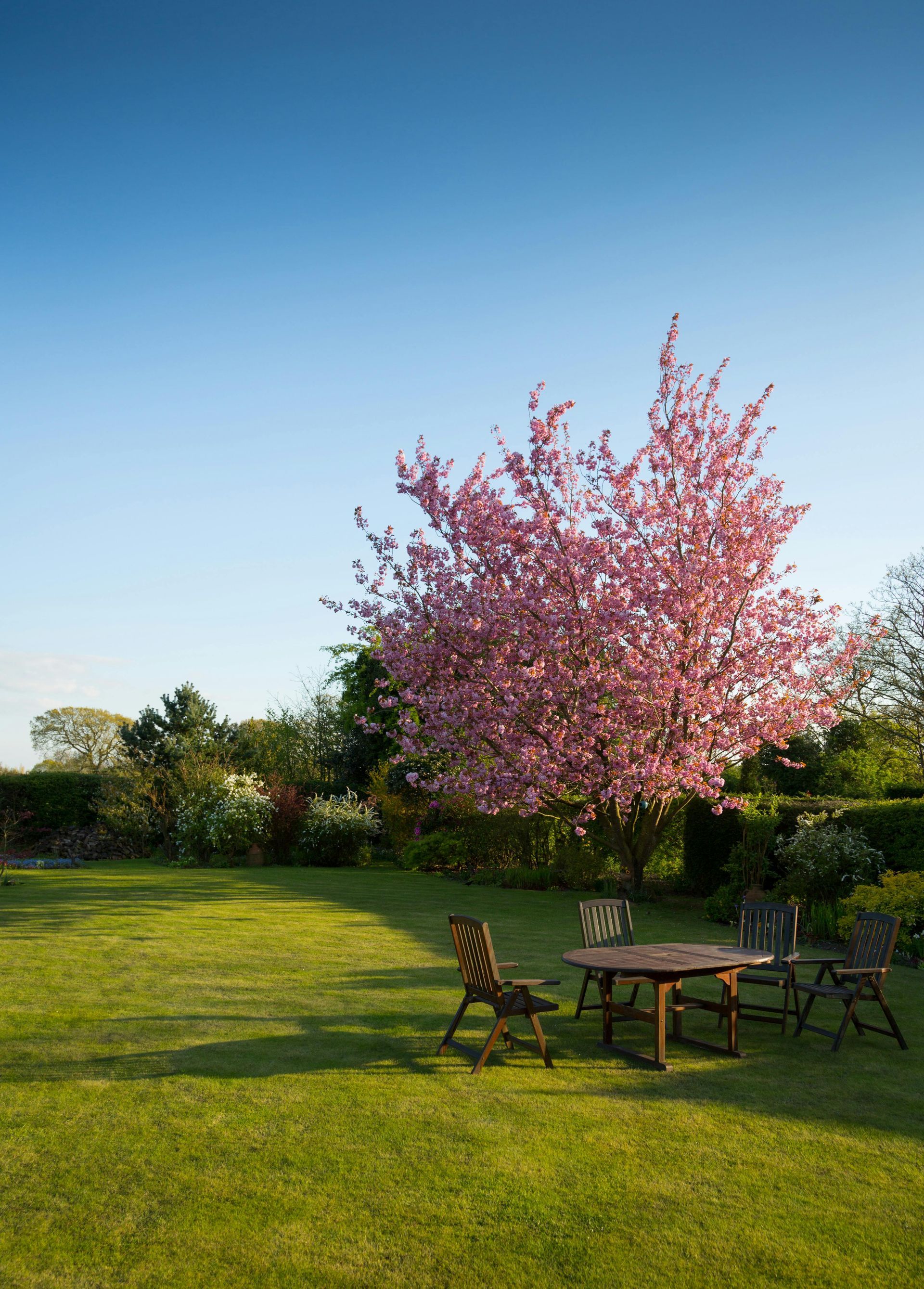 A table and chairs in a garden with a cherry blossom tree in the background.