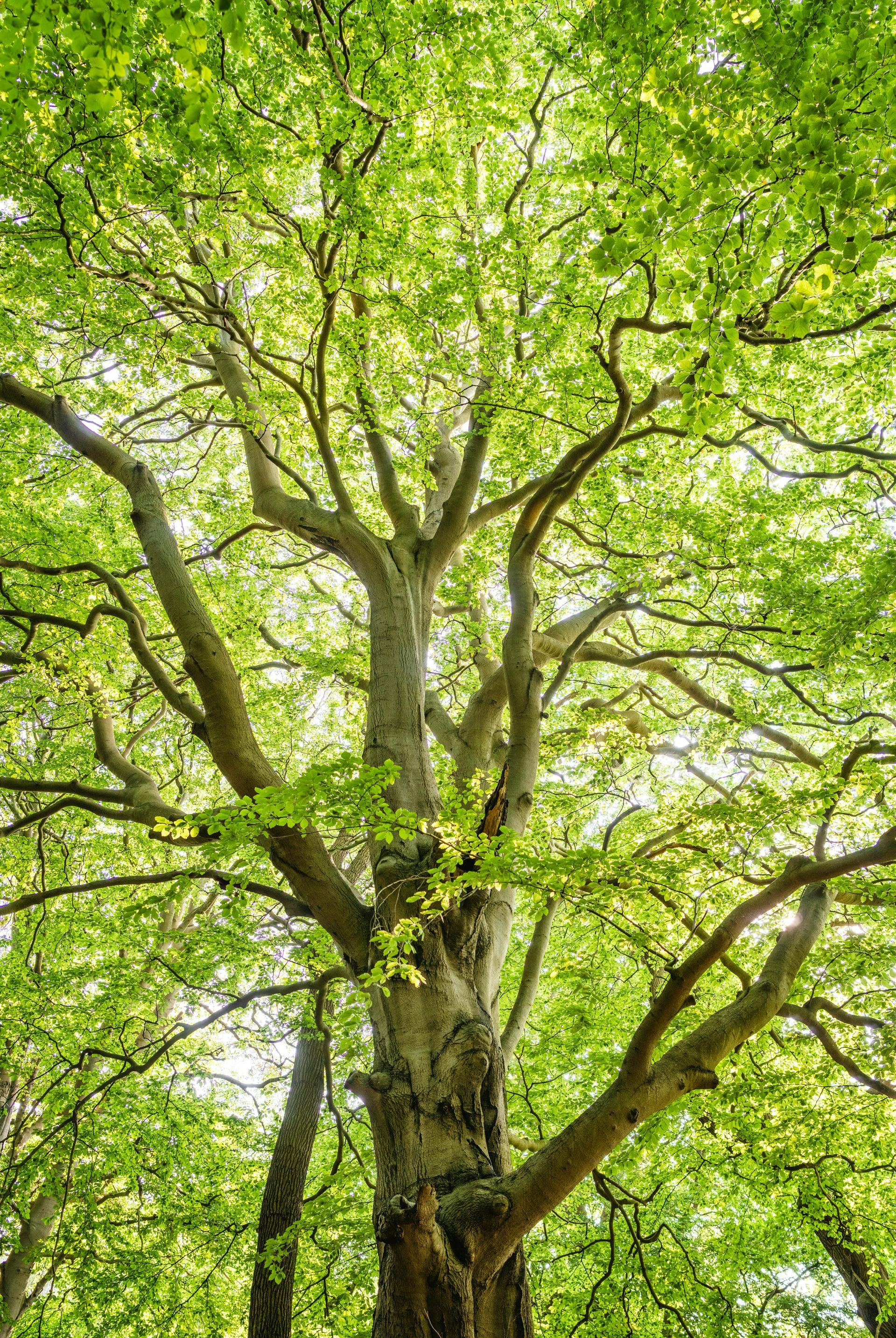 Looking up at a tree with lots of green leaves.