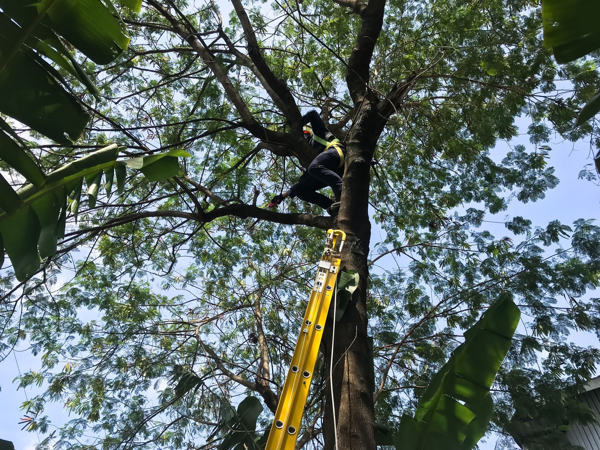 tree trimming in Preston, CT
