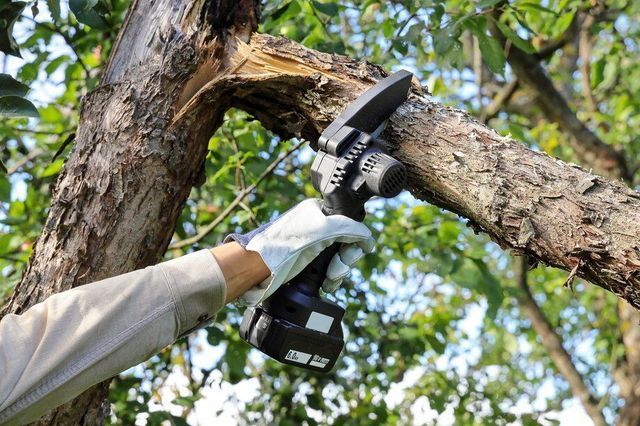 A man is cutting a tree with a pair of scissors.