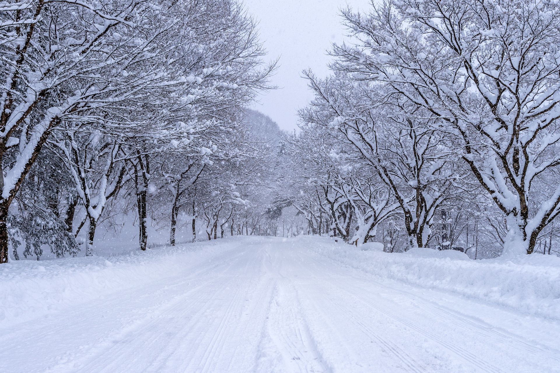 winter care for trees