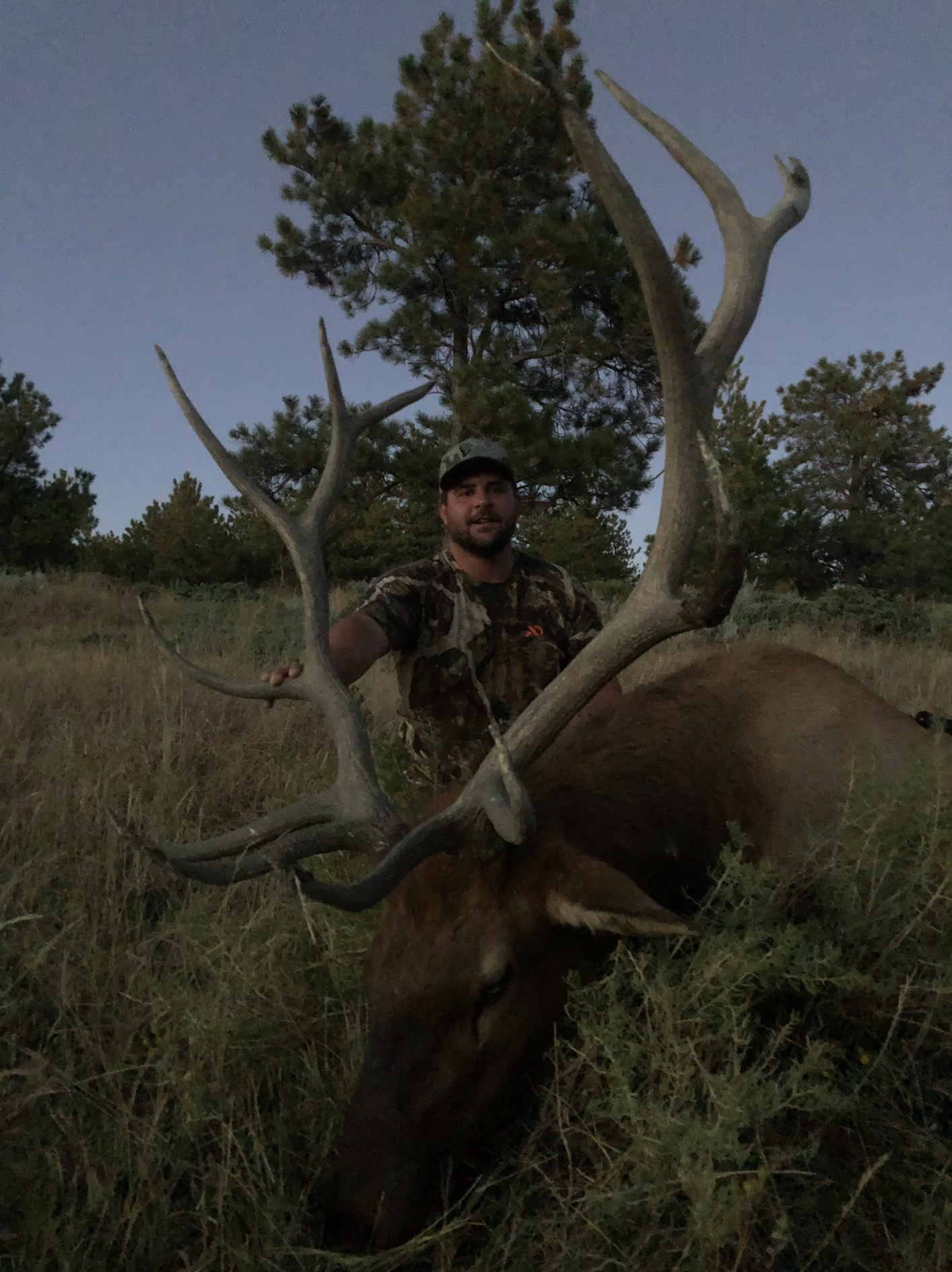 A man is standing next to a large elk in a field.