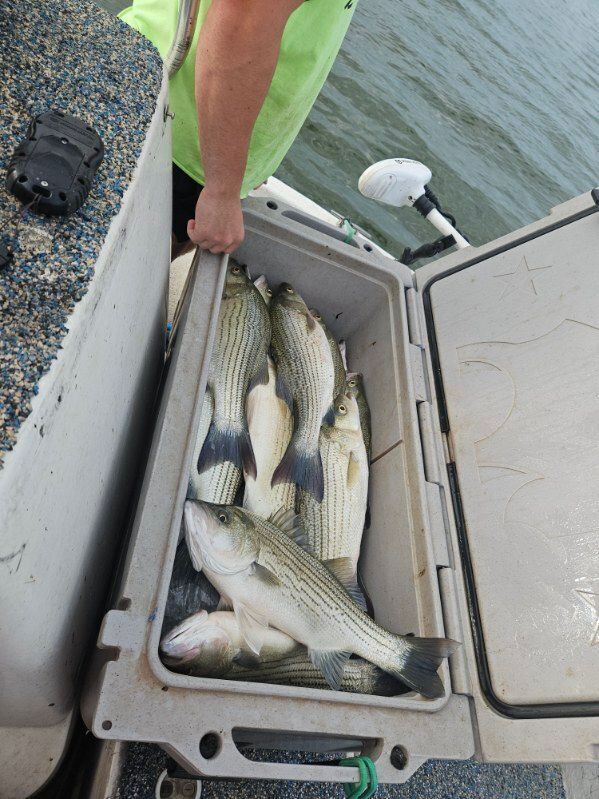 A person stands on a boat with an open cooler filled with caught striped bass on the water.