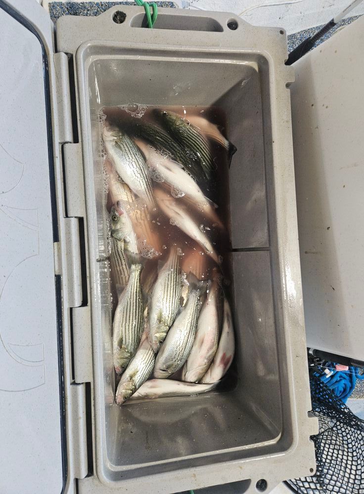 A cooler filled with freshly caught striped bass resting in water.