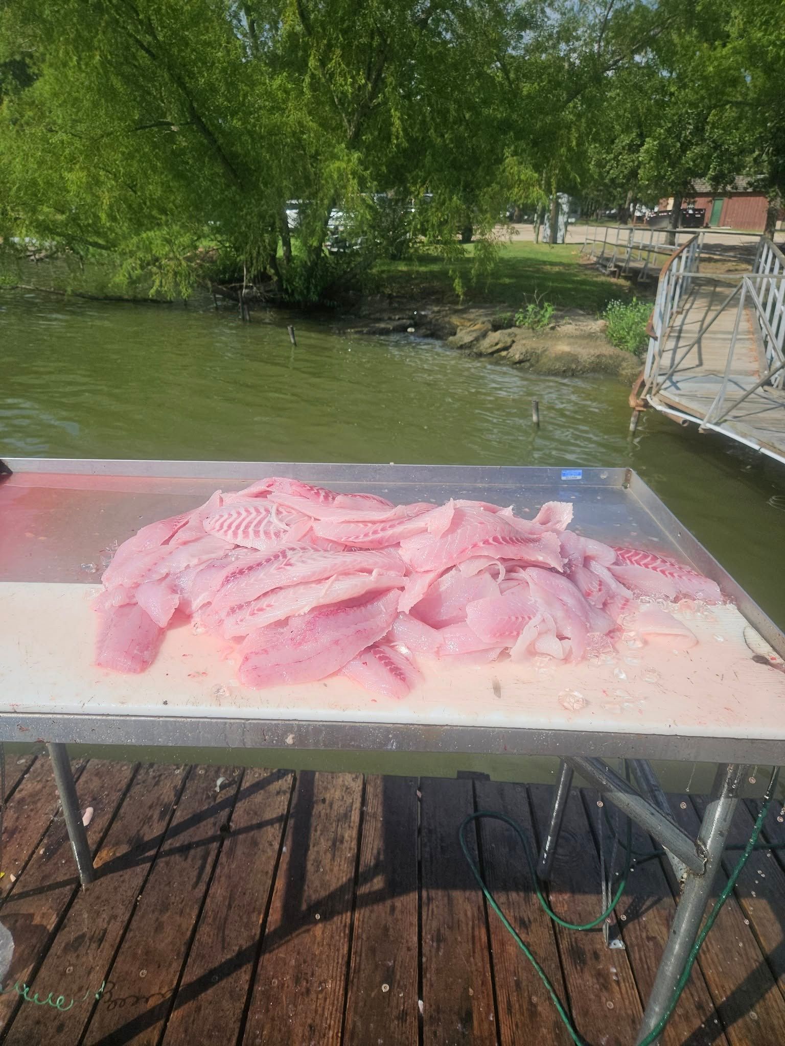A pile of fresh fish fillets rests on a stainless steel cleaning table on a wooden dock beside a lake.