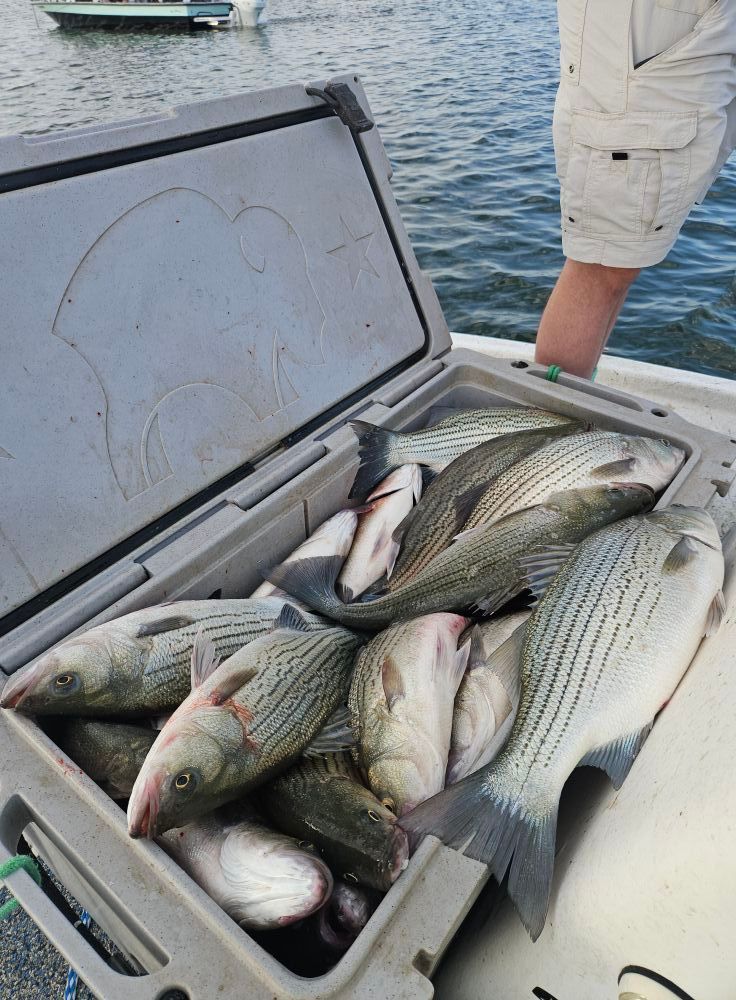 A cooler filled with freshly caught striped bass on a boat, with a person standing nearby in the background.