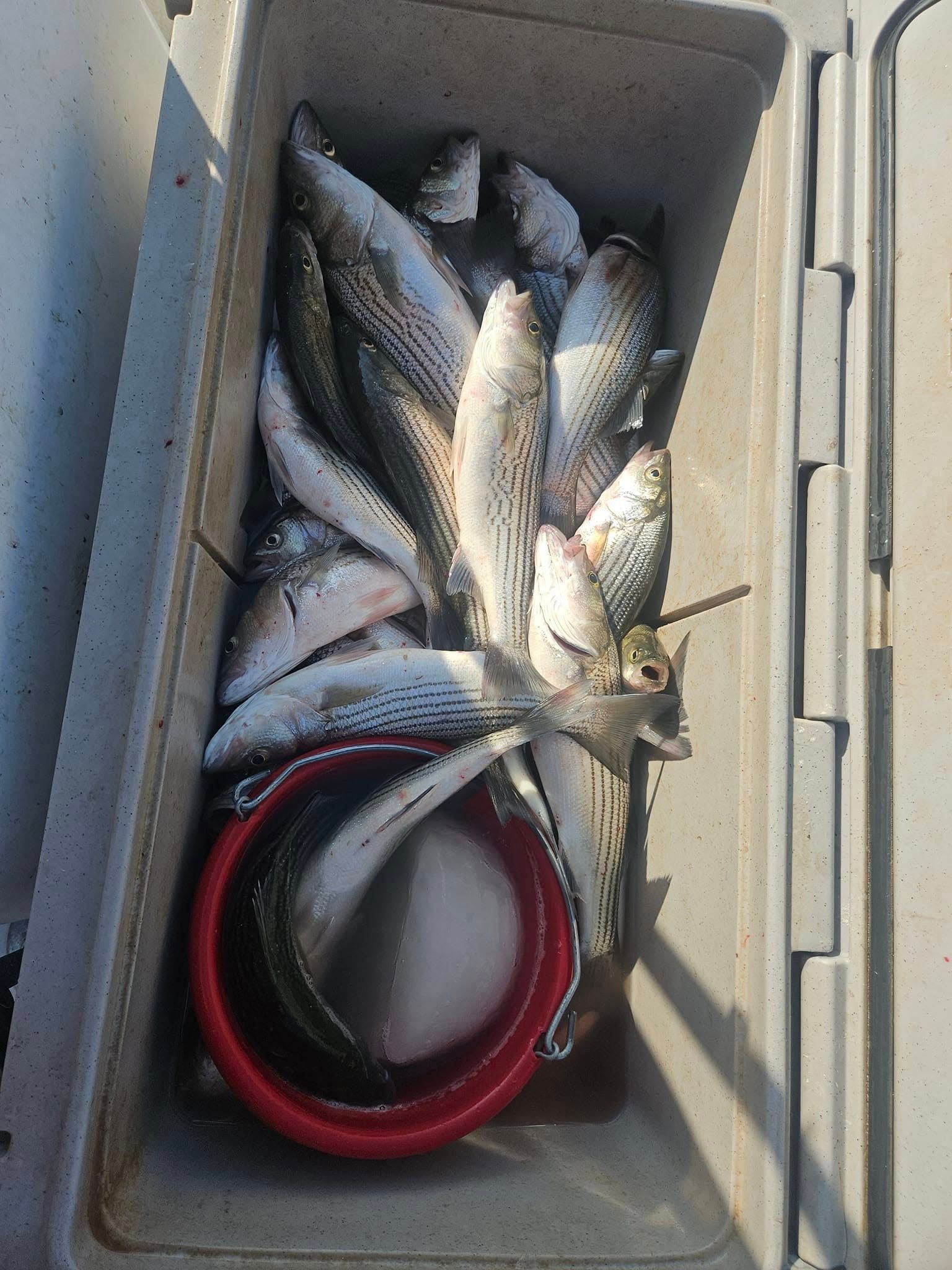 A cooler packed with several whole striped mullet fish and a red bucket containing ice.