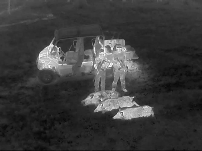 Thermal view of two people standing next to an off-road vehicle with three harvested wild hogs on the ground.