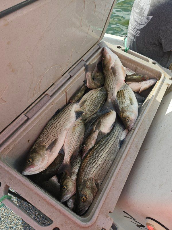 A cooler filled with freshly caught striped bass on a boat.