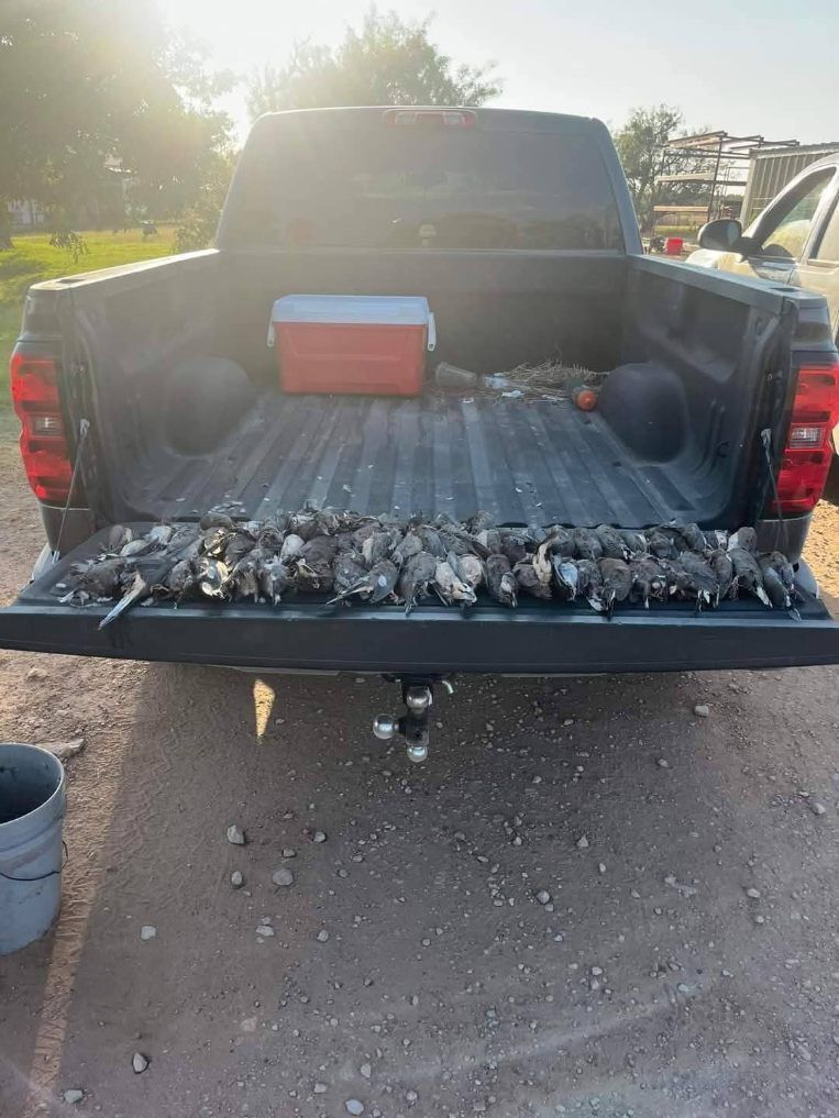 A row of harvested birds lies on the lowered tailgate of a black pickup truck with a red cooler in the truck bed.