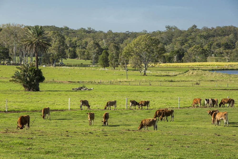 Farmland Full Of Cows — Mobile Scissor Sharpening in Gympie, QLD