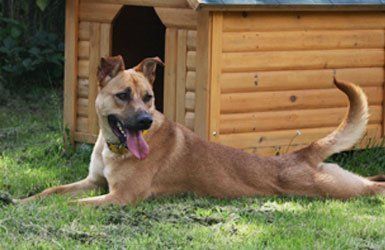 Boarding kennel for your canine friends