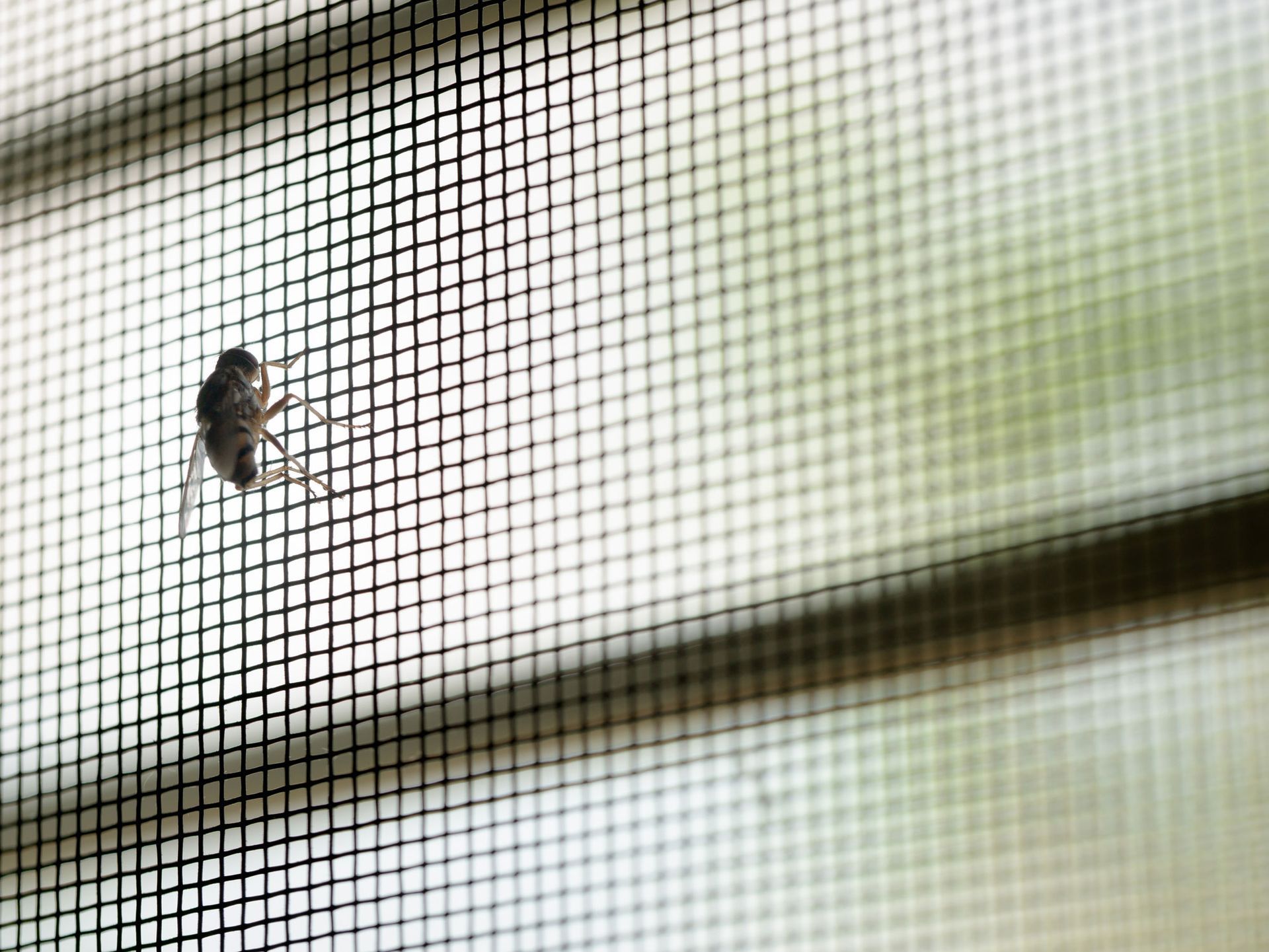 A bug is crawling on a screen door.