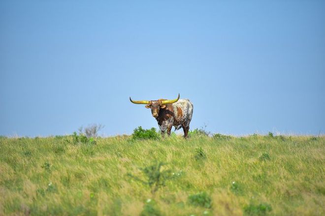 A longhorn bull is standing in a grassy field.