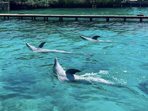 Tres delfines nadando en aguas cristalinas de color turquesa cerca de un muelle de madera.