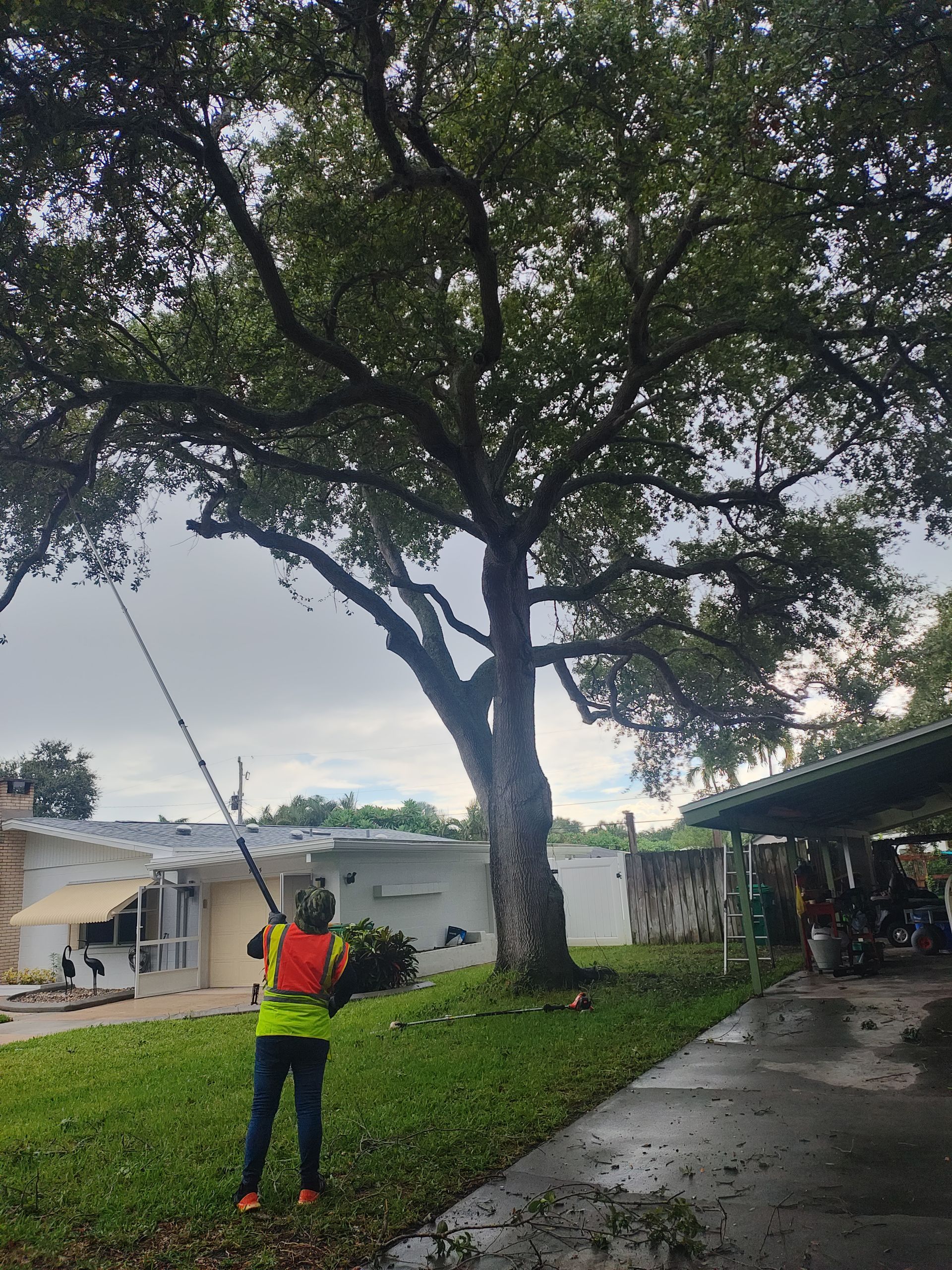 A man in a yellow vest is standing in front of a large tree.