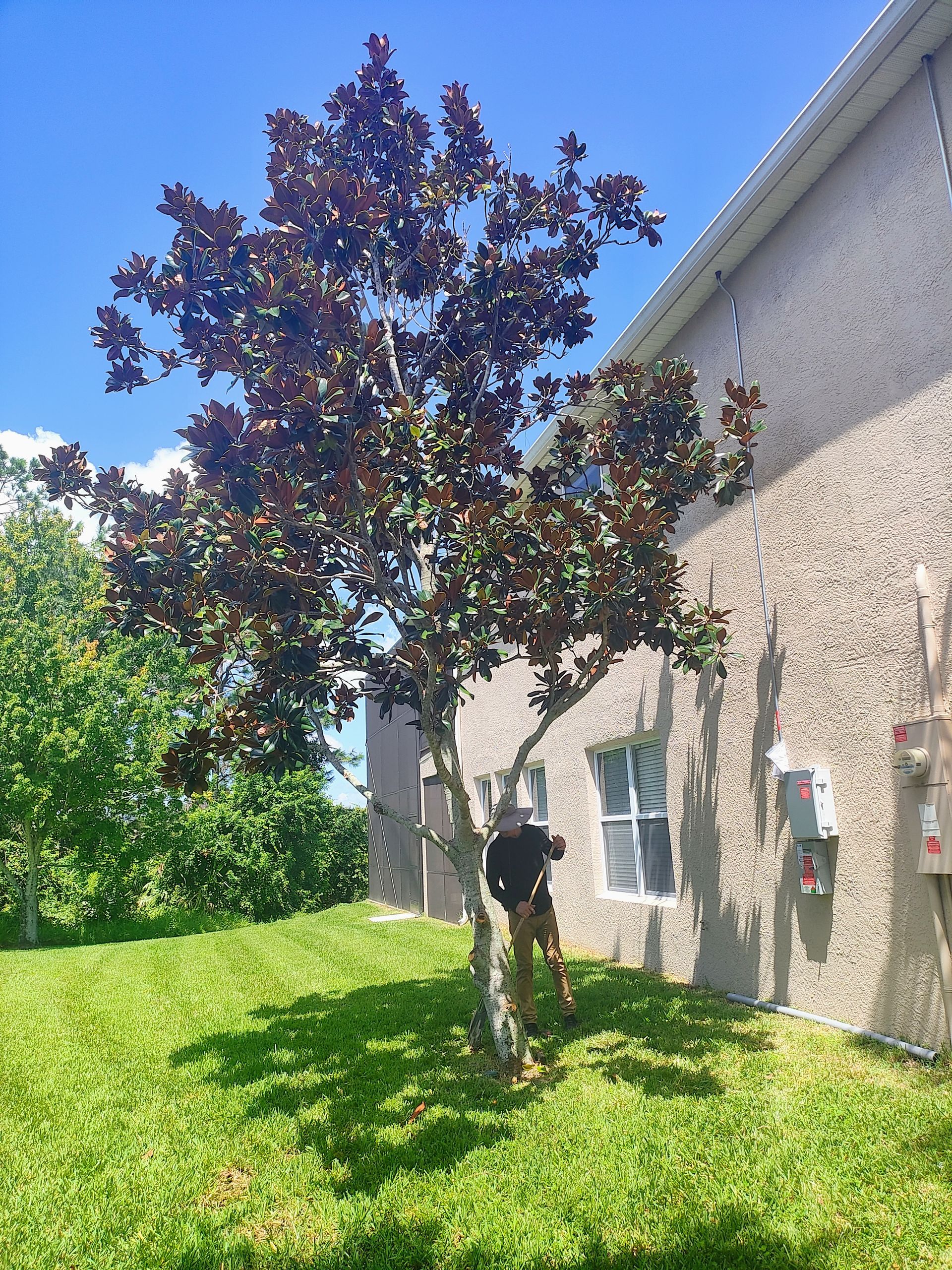 A man is standing in the grass next to a tree in front of a building.