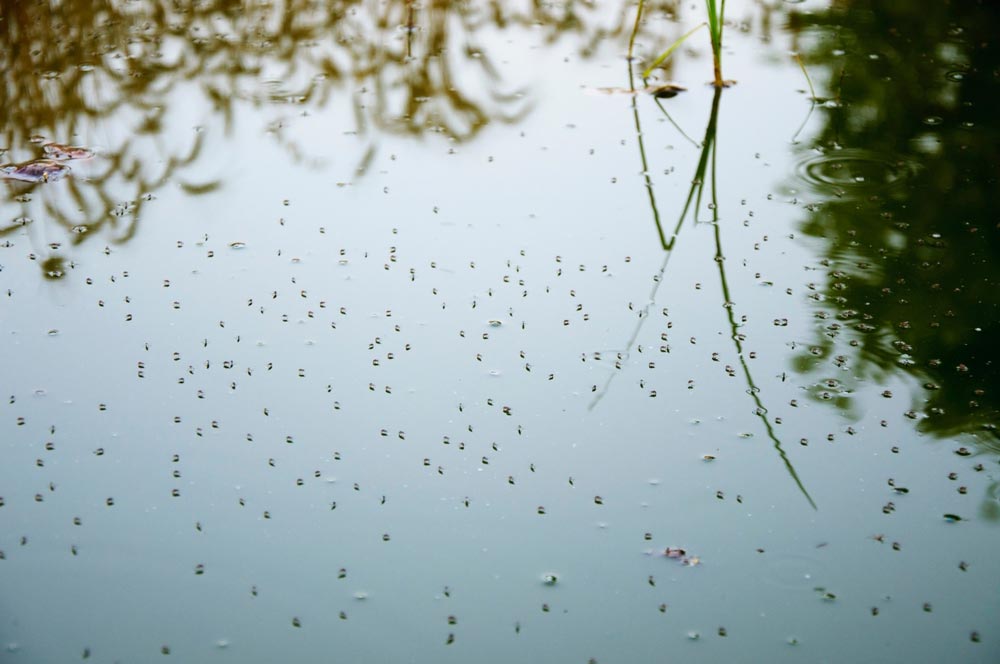 Mosquitoes On The Surface Of The Water — All Pest Solutions in Robina, QLD