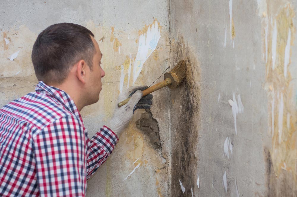 Young Man Removing Of Mold And Fungus From Room Wall — All Pest Solutions in Mudgeeraba, QLD