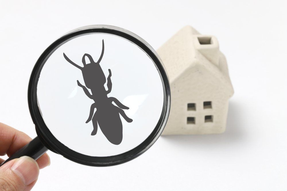 Silhouette of Termite in Magnifying Glass — All Pest Solutions in Kempsey, NSW