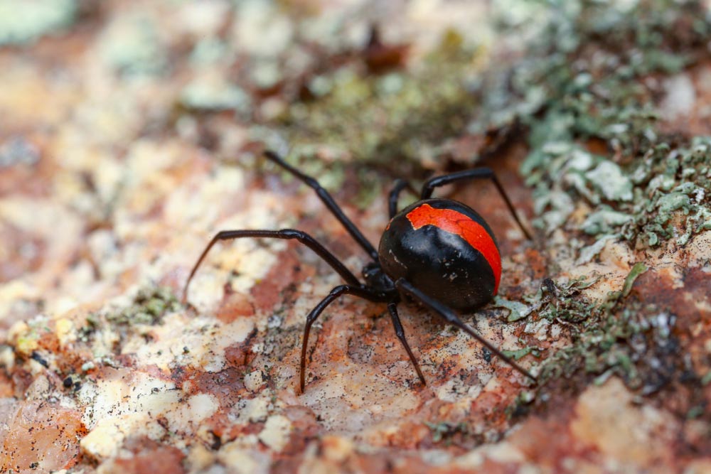 Australian Red-Back Spider — All Pest Solutions in Coomera, QLD