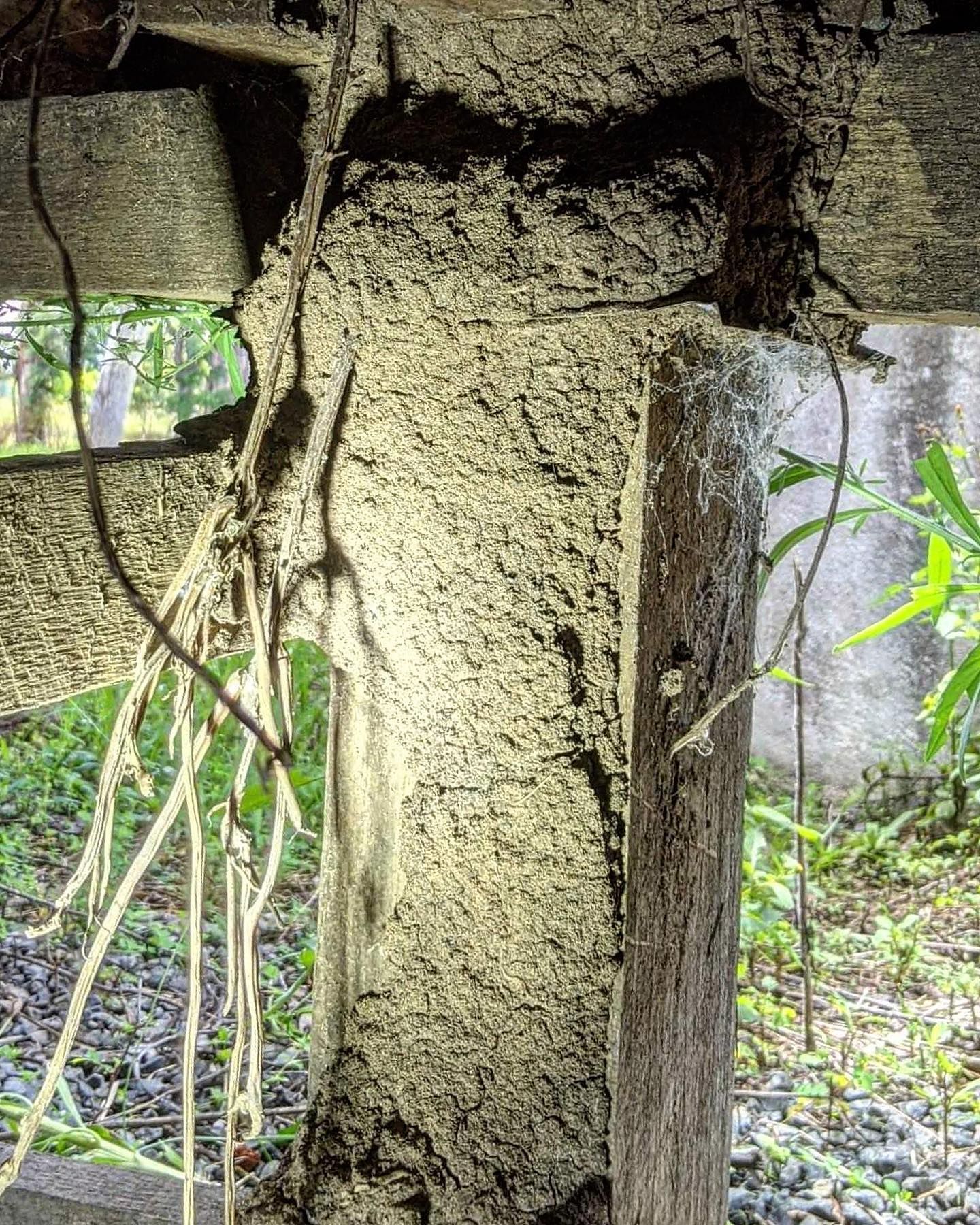 Termite Damage on a Wooden Support Beam With Texture — All Pest Solutions in Evans Head, NSW