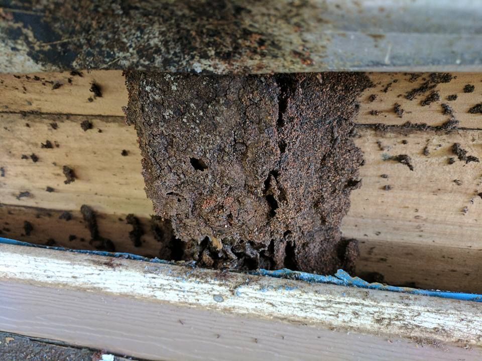 Termite Nest Built Between Wooden Beams — All Pest Solutions in Urunga, NSW