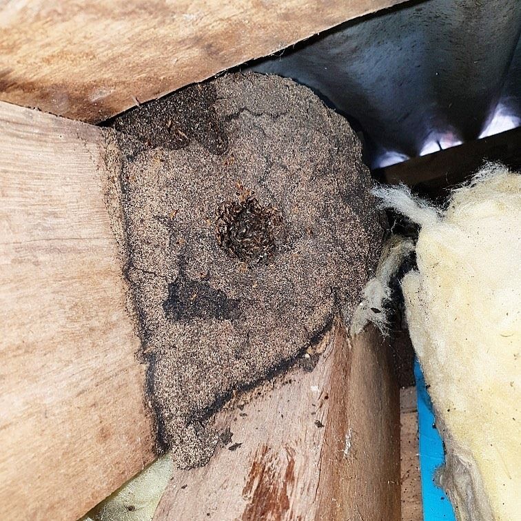 Brown Termite Nest on Wooden Beams in a Building’s Interior — All Pest Solutions in Macksville, NSW