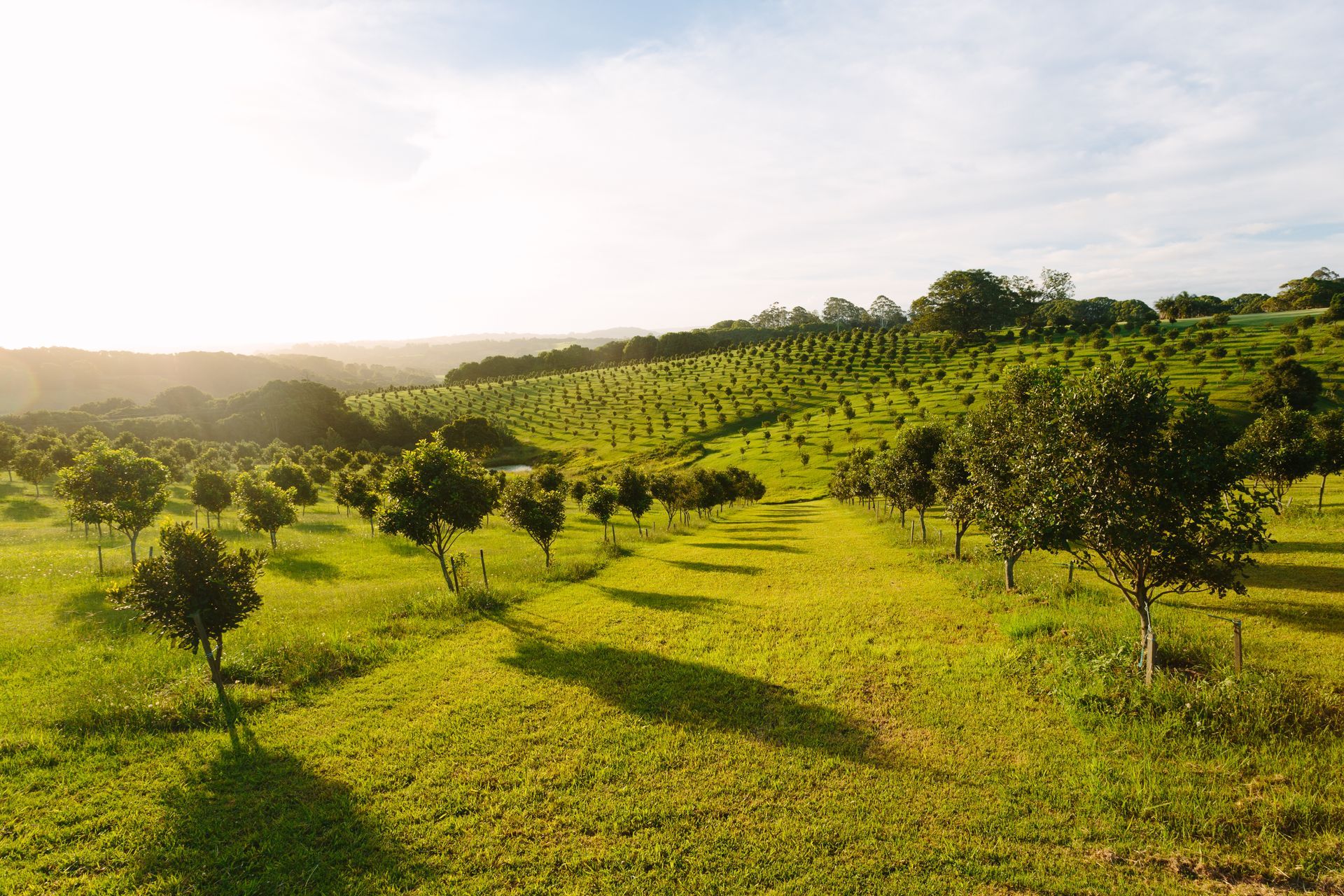 Vast Orchard of Small Trees on a Green Hillside Under a Bright Sky — All Pest Solutions in Bangalow, QLD