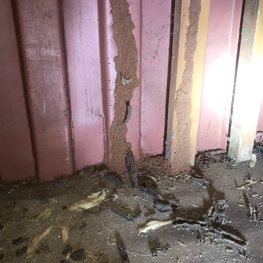Termite Mud Tubes Climbing a Reddish Metal Wall — All Pest Solutions in Lennox Head, NSW
