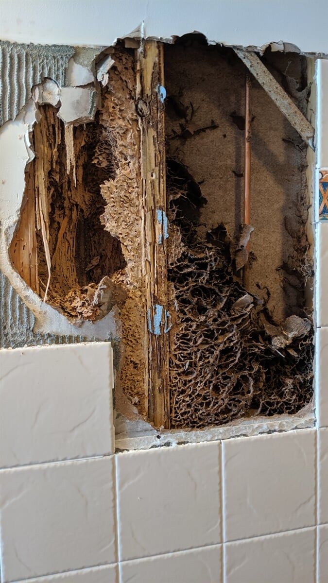 Termite Damage 14