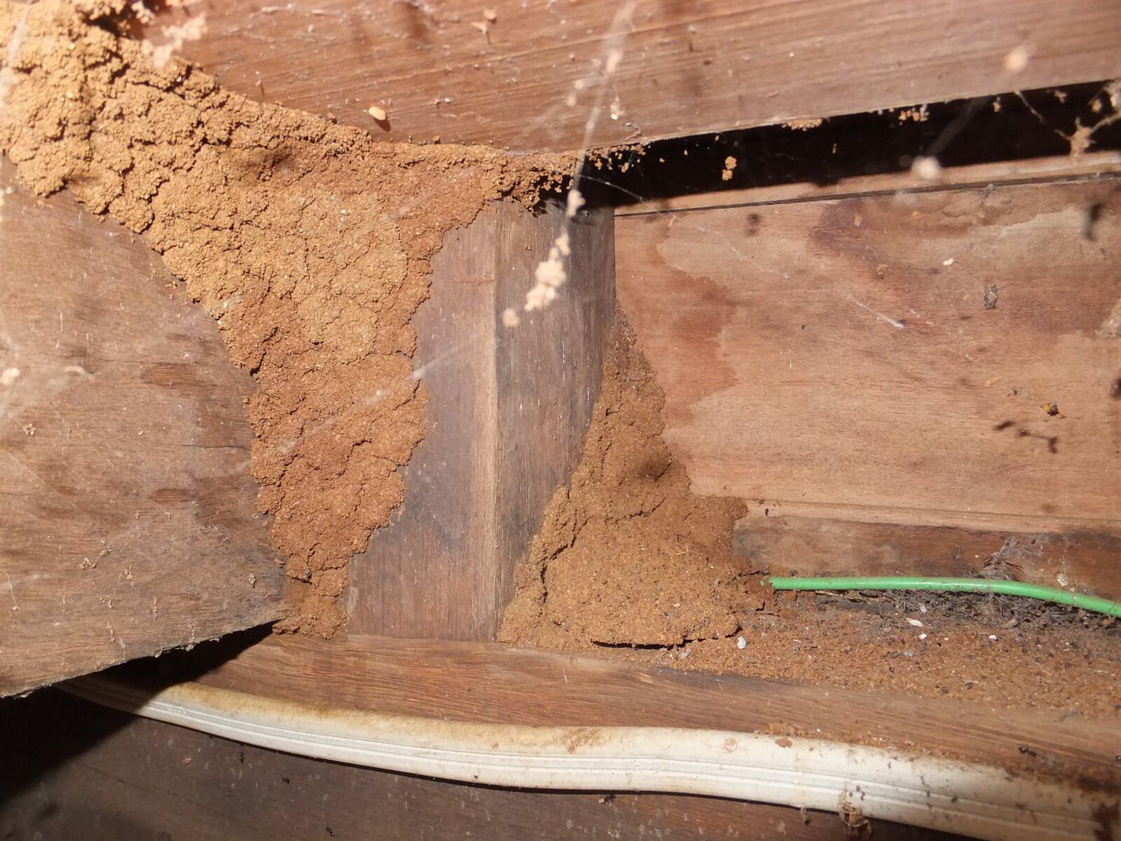 Termite Damage 4