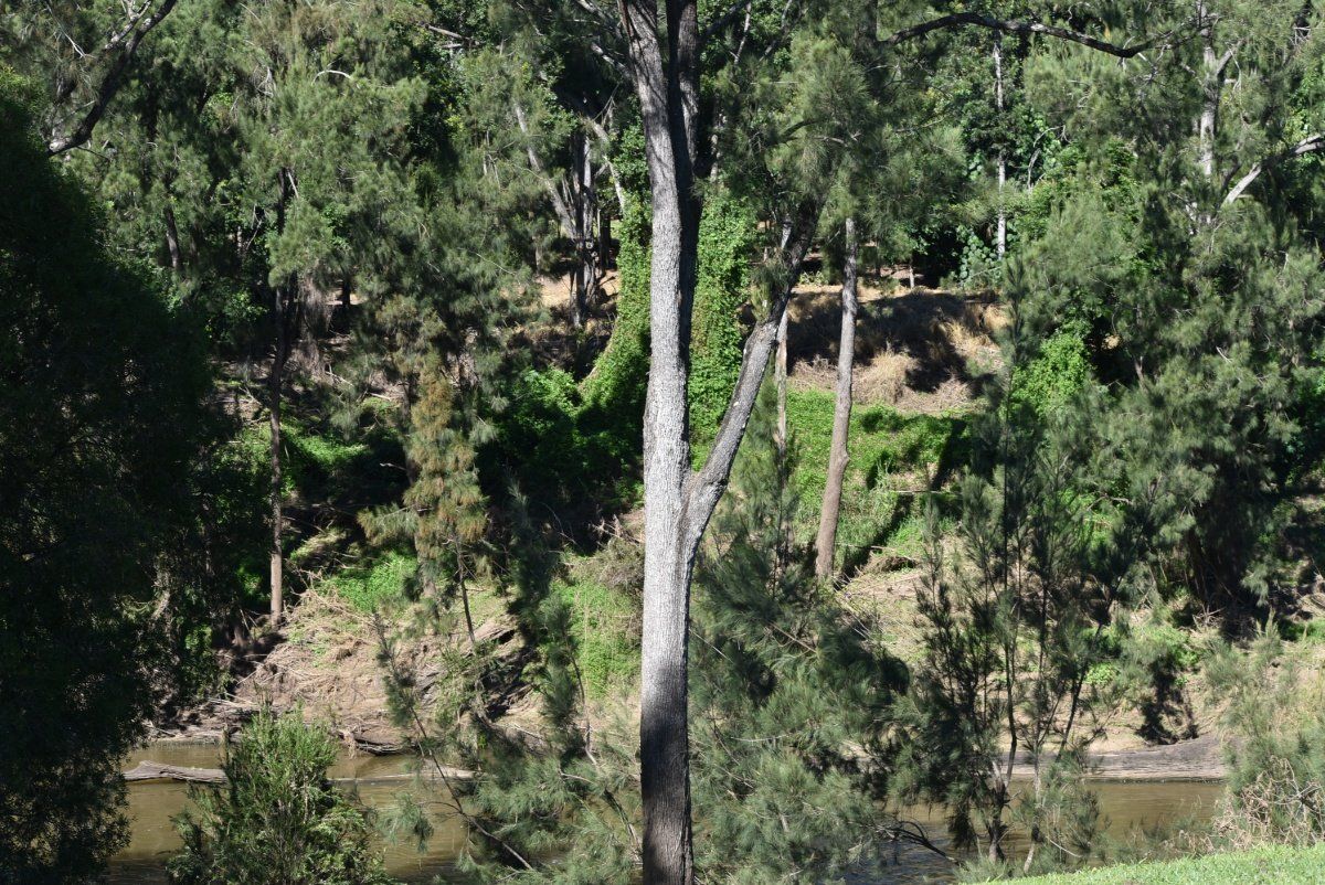 Trees at Park — All Pest Solutions in Mid North Coast, NSW