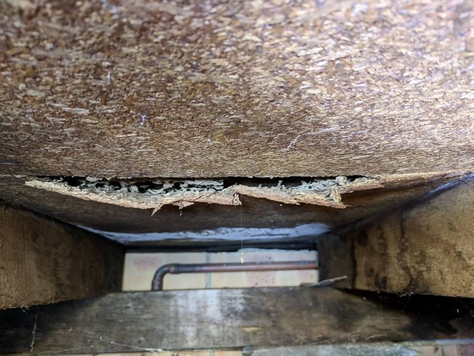 Close-Up View Showing A Damaged Section Of Particle Board — All Pest Solutions in Port Macquarie, NSW