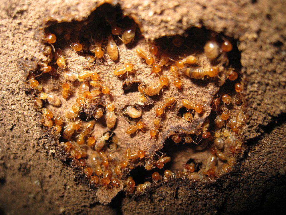 close up of termites destroying wood in need of termite treatment