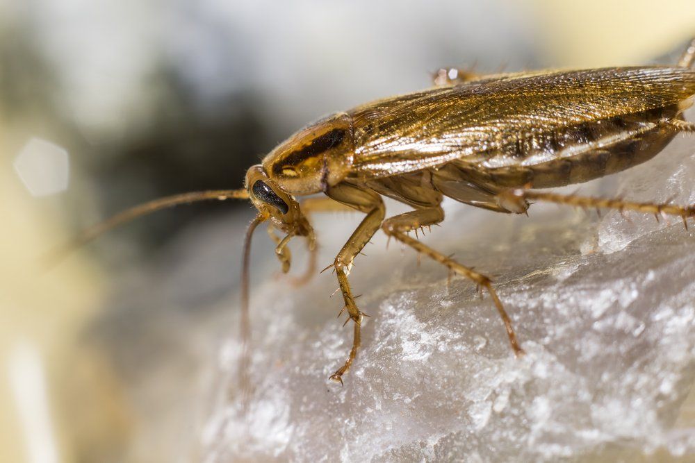 German Cockroach — All Pest Solutions in Northern Rivers, NSW